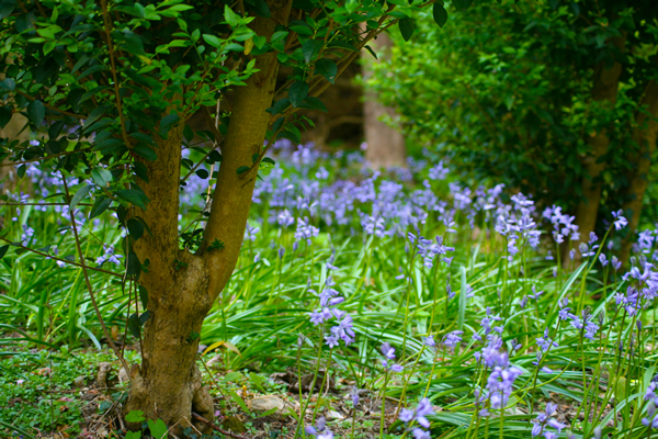 Bluebells in the Rock Garden, Preston Park, 2011